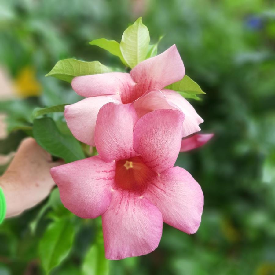 Manga Rosa Hospedagem Canoa Quebrada Eksteriør bilde