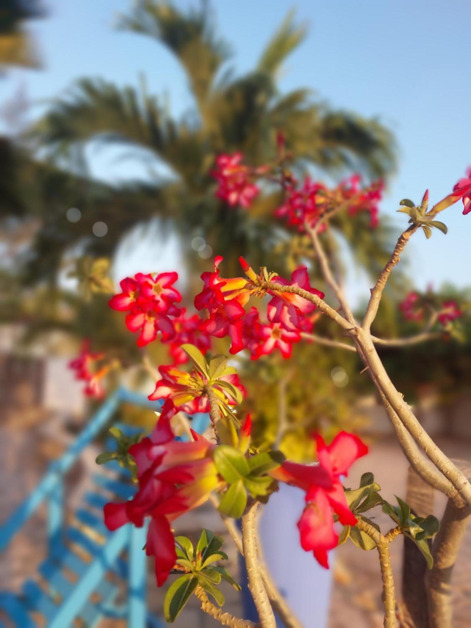 Manga Rosa Hospedagem Canoa Quebrada Eksteriør bilde